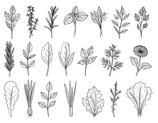 Collection of hand-drawn herbs and spices