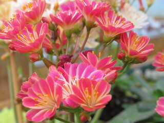 Zbliżenie na kwiat rośliny z gatunku lewizja © Kumulugma