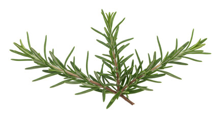 Fresh rosemary sprigs isolated on transparent background, aromatic herb for cooking and culinary use, PNG