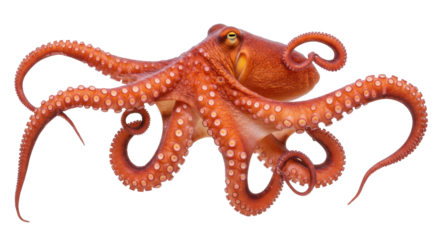 Orange octopus isolated on transparent background PNG, marine animal with tentacles and suckers for seafood and underwater life concepts