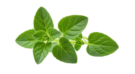 Fresh oregano sprig isolated PNG, aromatic herb with green leaves for cooking and culinary use on transparent background