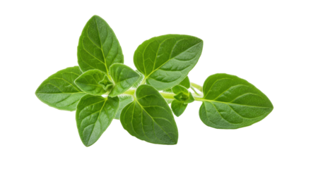 Fresh oregano sprig isolated PNG, aromatic herb with green leaves for cooking and culinary use on transparent background