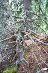 Tree roots intertwining with bark in a lush forest showcasing nature's intricate beauty and resilience