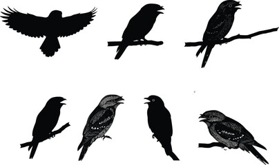 Black silhouette and detailed illustration of night birds perched and flying on branches, isolated vector artwork for wildlife, nature, and design projects