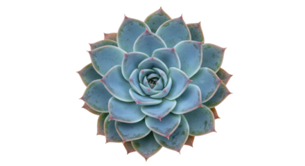 Echeveria succulent plant isolated on transparent background, rosette-forming with fleshy leaves in a spiral pattern, botanical beauty