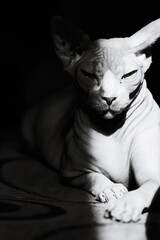 A black and white photo of a cat relaxing on a couch © Fotograf