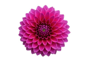 Vibrant magenta dahlia flower isolated on transparent background, close-up of a blooming blossom in full bloom for botanical design