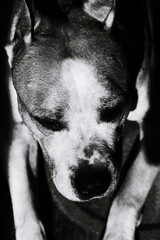 A black and white photo of a dog sleeping