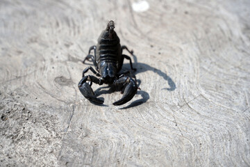 A close-up, low-angle shot of a black scorpion with its stinger raised, crawling across a rough concrete surface in a powerful and intimidating stance.

