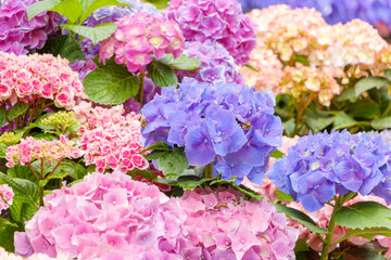 梅雨の季節を彩る色鮮やかな紫陽花の花々