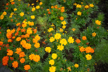 A garden bed filled with bright yellow and orange flowers blossoms cover the ground, densely against green foliage