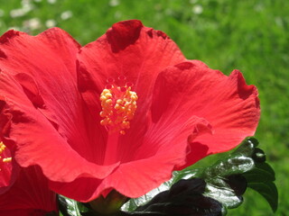 Zbliżenie na kwiat czerwonego hibiskusa © Kumulugma