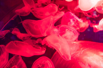 Group of beautiful jellyfish float gracefully against a deep blue background floating in illuminated aquarium with neon light. Theriology, biodiversity, undersea life, aquatic organism