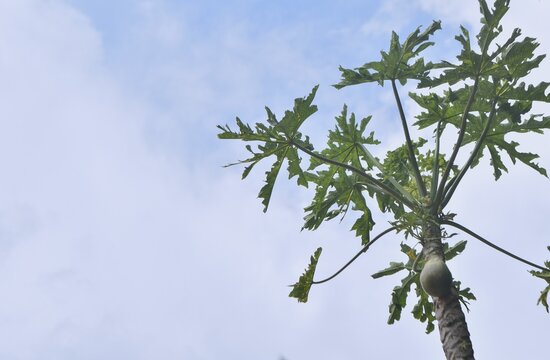 &aacute;rbol de Papaya