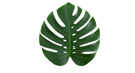 Single green Monstera deliciosa leaf isolated PNG, tropical plant foliage with fenestrations for design and decoration, no background