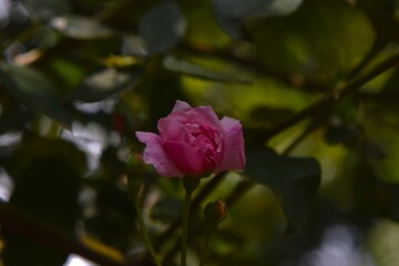 Una Rosa