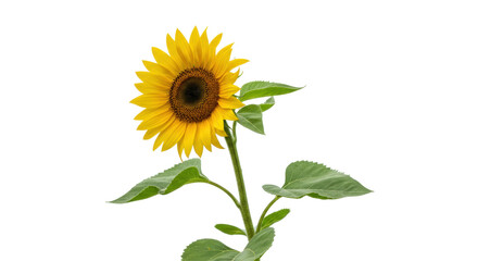 Fototapeta premium Bright yellow sunflower isolated on transparent PNG, vibrant summer flower with green leaves for design and decoration