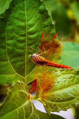 Vibrant Dragonfly Resting on Leaf Highlighting Wings' Intricate Details