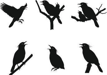 Black silhouette illustration of exotic birds perched on branches, flying, and feeding chicks, detailed vector artwork for wildlife, nature, and design projects