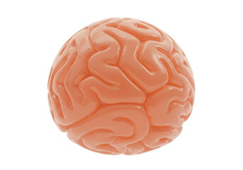 Human brain model isolated on transparent background, anatomical teaching aid for medical education and science