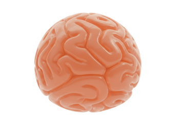 Human brain model isolated on transparent background, anatomical teaching aid for medical education and science