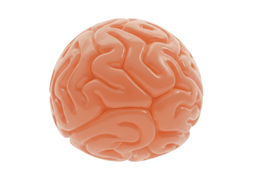 Human brain model isolated on transparent background, anatomical teaching aid for medical education and science