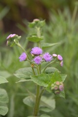 Ageratum conyzoides L. It has a long flowering period, a good scent, and an excellent ability to attract various pollinators such as butterflies, making it a good garden plant.