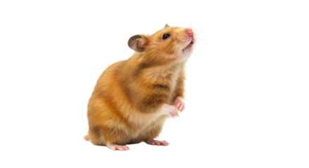 Golden hamster standing isolated on transparent background, cute pet rodent looking up with paws together PNG