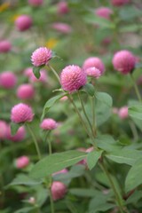 There are countless small pink round flowers blooming. Gomphrena globosa L. globe amaranth.