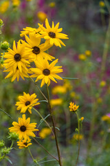 yellow flowers in the garden