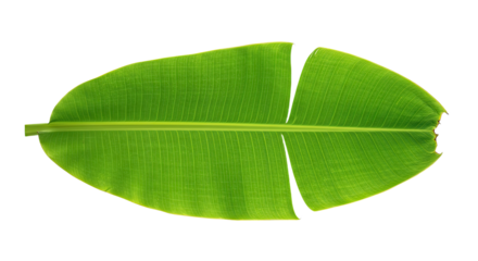 Single large green banana leaf split in the middle isolated on white background.