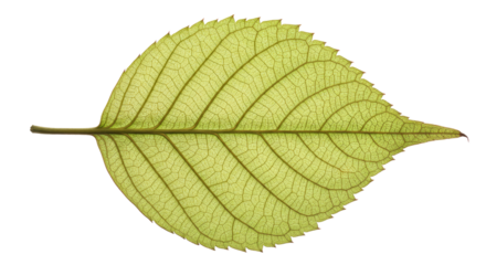 Single light green leaf showing intricate vein structure isolated.