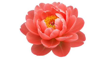 Coral charm peony flower isolated PNG, beautiful single bloom with yellow center for spring and summer designs © Carlos