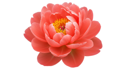 Coral charm peony flower isolated PNG, beautiful single bloom with yellow center for spring and summer designs