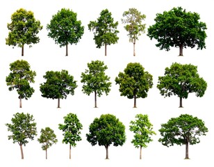 Collection of isolated trees against white background