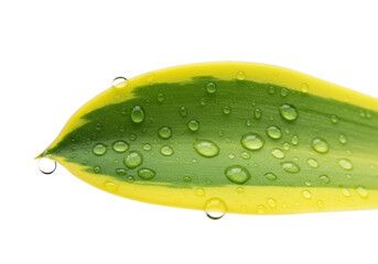 Green and yellow leaf with water droplets isolated on white, fresh foliage close-up for nature and botanical themes PNG