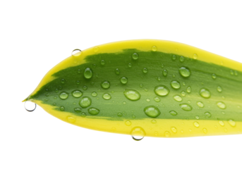 Green and yellow leaf with water droplets isolated on white, fresh foliage close-up for nature and botanical themes PNG