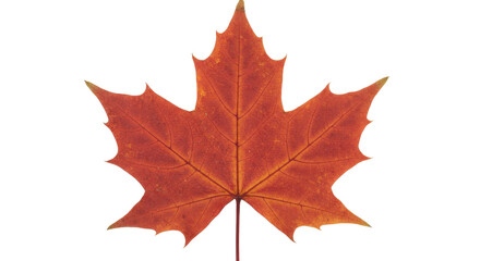 Red maple leaf isolated on transparent background, autumn foliage in fall colors for seasonal design and decoration