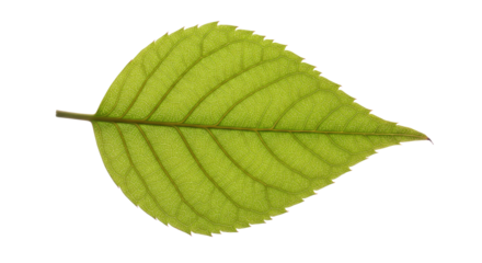Single Vibrant Green Leaf with Serrated Edges and Visible Veins.