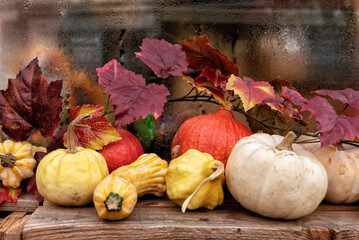 Selection of pumpkins with sycamore leaves on top