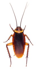 Close-up of a cockroach (2)