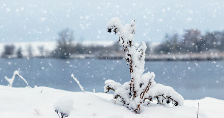 Winter landscape with a snow-covered dry plant on the river bank during a snowfall. Natural...