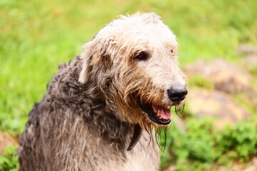 A relaxed shaggy dog enjoying the great outdoors, perfect for outdoor or nature-themed projects