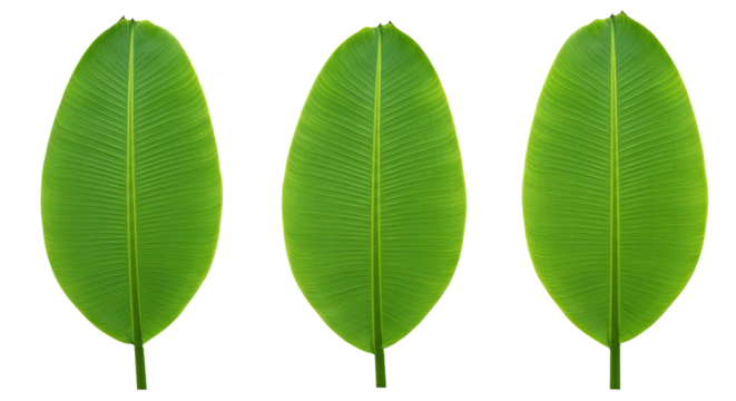 Three vibrant green oval shaped leaves isolated on a white background.