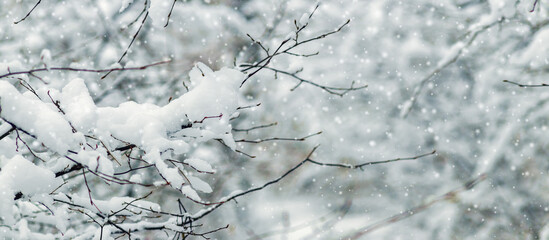 Close-up of snow-covered branches in the foreground during a snowfall with a blurred background of a winter forest, creating a festive atmosphere