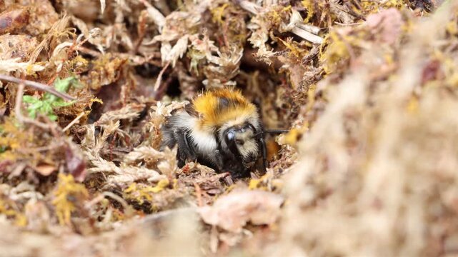 Detail of a bumblebee nest among dried foliage inside rotten stump at forest