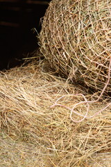 Two hay bales placed together, often used for rustic or farm-themed designs