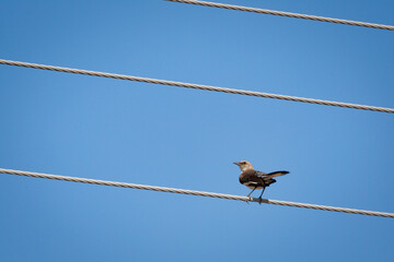 Bird on the Line