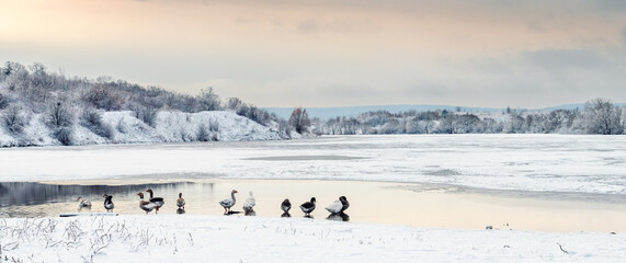 A group of geese stands on the bank of a freezing river against the backdrop of a winter landscape © Larysa