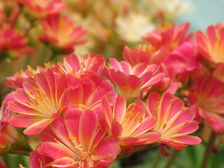 Zbliżenie na kwiaty rośliny z gatunku lewisia © Kumulugma